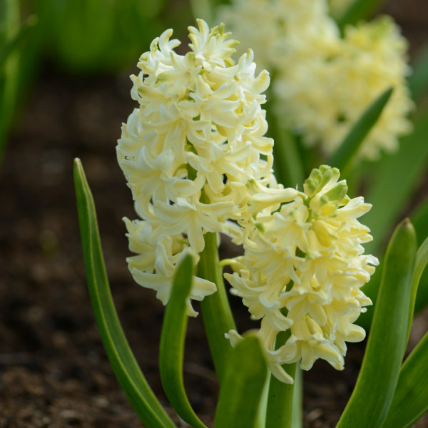 Hyacinth Bulbs - City of Harlem